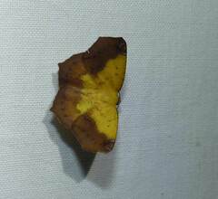 Antepione thisoaria