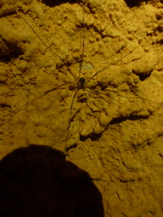 Amilenus aurantiacus