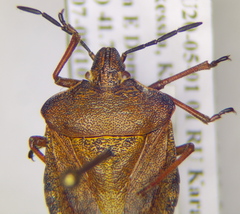 Carpocoris melanocerus