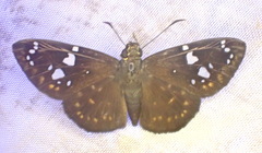 Celaenorrhinus shema