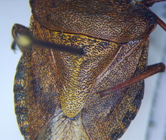 Carpocoris melanocerus