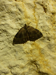 Triphosa dubitata