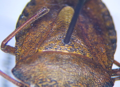 Carpocoris melanocerus