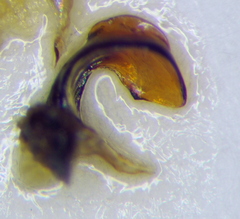 Carpocoris melanocerus