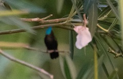 Orthorhyncus cristatus