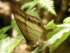 Euptychoides