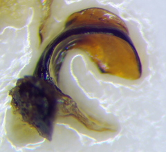 Carpocoris melanocerus