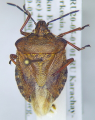 Carpocoris melanocerus