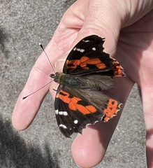 Vanessa vulcania