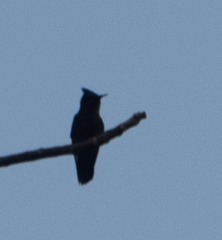 Orthorhyncus cristatus