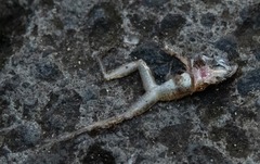 Eleutherodactylus johnstonei