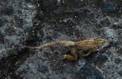 Eleutherodactylus johnstonei