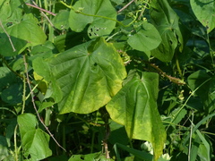 Ipomoea muricata