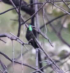 Orthorhyncus cristatus