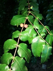Mouriri myrtilloides