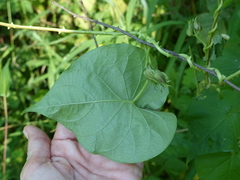 Ipomoea muricata