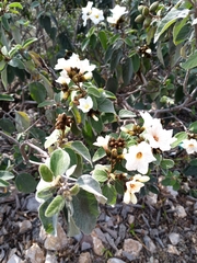 Cordia boissieri