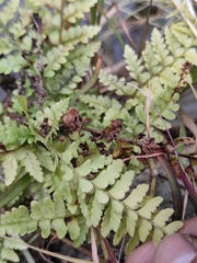 Microlepia pseudostrigosa