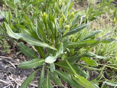 Lepidium draba