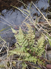 Microlepia pseudostrigosa