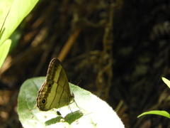 Euptychoides