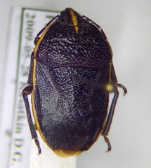 Cnephosa flavomarginata