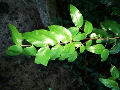 Mouriri myrtilloides