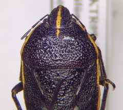 Cnephosa flavomarginata
