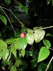 Mouriri myrtilloides