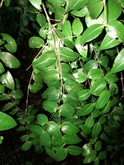 Mouriri myrtilloides