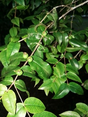 Mouriri myrtilloides