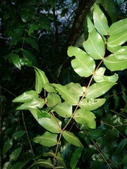 Mouriri myrtilloides