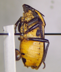 Cnephosa flavomarginata