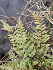 Microlepia pseudostrigosa