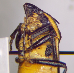 Cnephosa flavomarginata