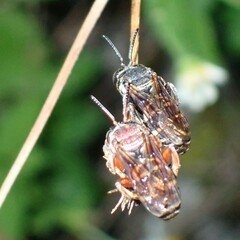 Triepeolus rufithorax