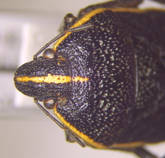 Cnephosa flavomarginata