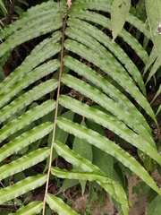 Menisciopsis penangiana