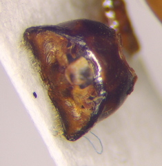 Cnephosa flavomarginata