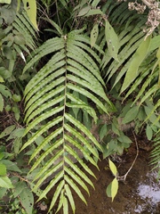 Menisciopsis penangiana