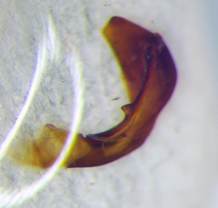 Cnephosa flavomarginata