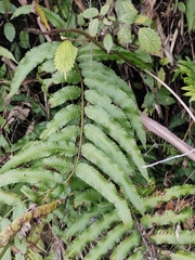Menisciopsis penangiana