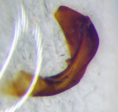 Cnephosa flavomarginata