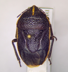 Cnephosa flavomarginata