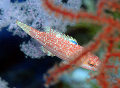 Oxycheilinus orientalis