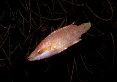 Oxycheilinus orientalis