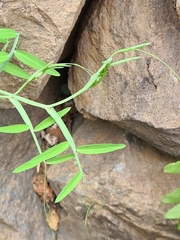 Lathyrus clymenum