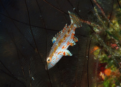 Oxycheilinus orientalis