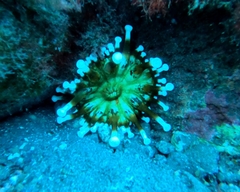 Telmatactis cricoides