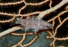 Oxycheilinus orientalis